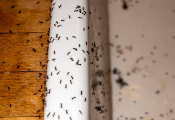 Best Ant Control Services  in Prosperity, WV