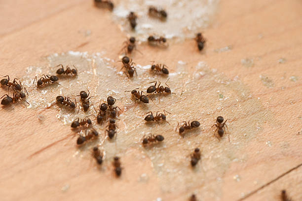 Best Affordable Pest Control Services  in Prosperity, WV