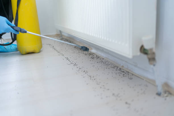 Best Wasp Removal Services  in Prosperity, WV